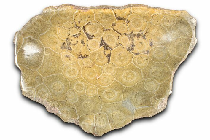 Polished Fossil Coral (Actinocyathus) Dish - Morocco #348542